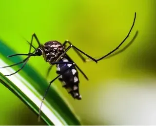 Sobe para 23 o número de mortes por dengue na Bahia