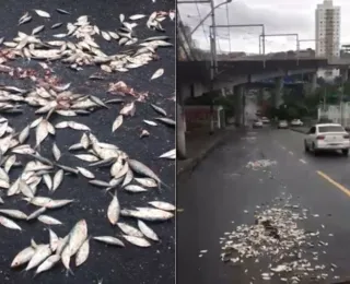 Torcedores do Vitória despejam sardinhas na ladeira da Fonte Nova