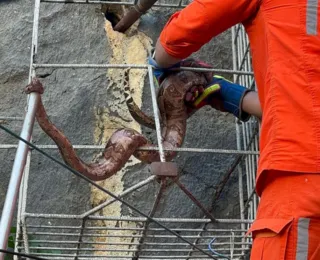 Veja vídeo: cobra é resgatada de quintal de casa na Bahia