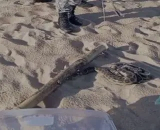 Vídeo: Sucuri é resgatada na praia de Jardim de Alah