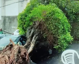 Vídeo: árvore cai e atinge vários carros no bairro de Amaralina