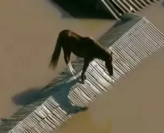 Vídeo: cavalo é resgatado após ficar ilhado em teto de casa no RS