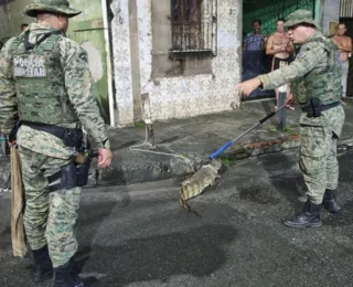 Vídeo: jacaré-de-papo-amarelo e jiboia são resgatados em Salvador