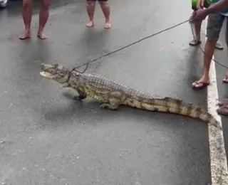 Vídeos: em dia de chuva, jacarés são resgatados em Salvador e RMS