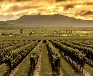 Vinho incentiva turismo e impulsiona economia na Chapada Diamantina