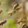 Criação de abelha em lavoura de soja eleva produtividade do grão - Imagem