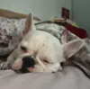 Dormir com o cão na cama é bom mas pode afetar o animal - Imagem