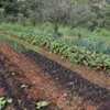 Políticas públicas para expansão da agrofloresta na Bahia geram debate - Imagem