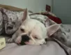 Dormir com o cão na cama é bom mas pode afetar o animal - Imagem