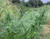 Plantação de mais de 8 mil pés de maconha é encontrada na Bahia - Imagem