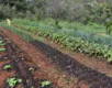 Políticas públicas para expansão da agrofloresta na Bahia geram debate - Imagem