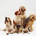 Cerca de 40 cães podem ter sido envenenados em bairro do Rio imagem