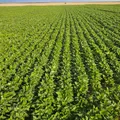 Plano na Bahia visa reduzir emissão de carbono na agropecuária imagem