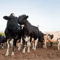 Senar auxilia pequeno produtor a gerenciar sua propriedade imagem