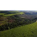 Cultivo de florestas  contribui para o combate às mudanças climáticas - Imagem