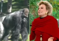 Ana Maria fica chocada ao descobrir tamanho de pênis de gorila: "Só?"
