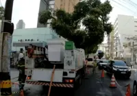 Árvore cai na Graça e provoca interrupção de energia no bairro