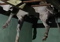Boi fica pendurado em telhado de Santa Catarina