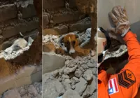 Bombeiros quebram parede e resgatam cachorro preso entre duas casas