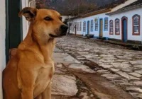 Cachorro caramelo ganhará filme na Netflix