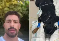 Cachorros de Cauã Reymond são envenenados: 'Não consigo entender'