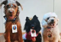Carrinho próprio e mais: veja os mimos dos cachorros "atores" da Globo