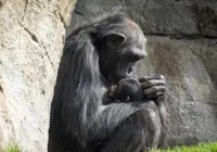 Chimpanzé se recusa a soltar corpo de filhote morto há três meses