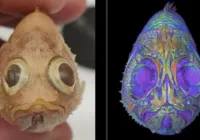 Cientistas realizam “dissecam digital” de animais