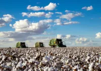 Congresso incentiva algodão brasileiro