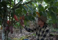 Crescimento do cooperativismo financeiro e o impacto no agronegócio