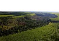 Cultivo de florestas  contribui para o combate às mudanças climáticas