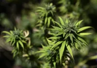 Deputados baianos divergem sobre descriminalização da maconha