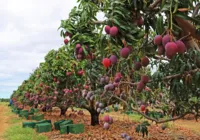 Doce Bahia: Estado é potência nacional na fruticultura