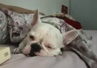 Dormir com o cão na cama é bom mas pode afetar o animal