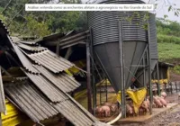 Enchentes comprometem colheitas e paralisam indústria