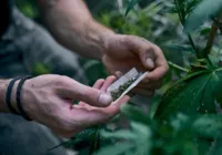 Entenda se a maconha será liberada após descriminalização no STF