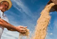 Entidades se posicionam contra decisão de Lula de importar arroz