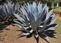 Estado que mais produz sisal no Brasil, Bahia sedia evento sobre fibra