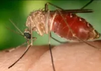 Febre oropouche: 1ª morte e óbito sob investigação liga alerta na BA