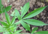 Governo Biden propõe reclassificar a maconha como droga de baixo risco