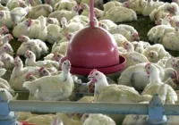 Doença de Newcastle: governo Lula suspende exportação de frangos