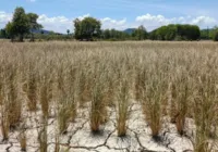 Governo reconhece situação de emergência pela seca em cidades da Bahia