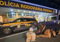 K-9 localiza maconha escondida em pacotes de arroz na Bahia; veja