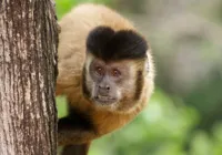 Macaco-Prego é resgatado pela PF em residência de Camaçari imagem