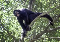 Macacos caem mortos das árvores devido a onda de calor