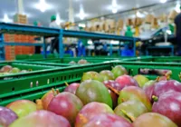 Made in Bahia: Estado é o segundo do País que mais exporta frutas