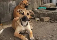 Milhares de pessoas protestam contra plano de abate de cães de rua