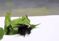 Morre Odete, abelha mamangava internada para tratamento; entenda