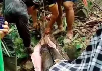 Mulher desaparecida é encontrada no estômago de píton de 5 metros