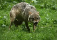 Mulher é atacada por lobos em zoológico na França